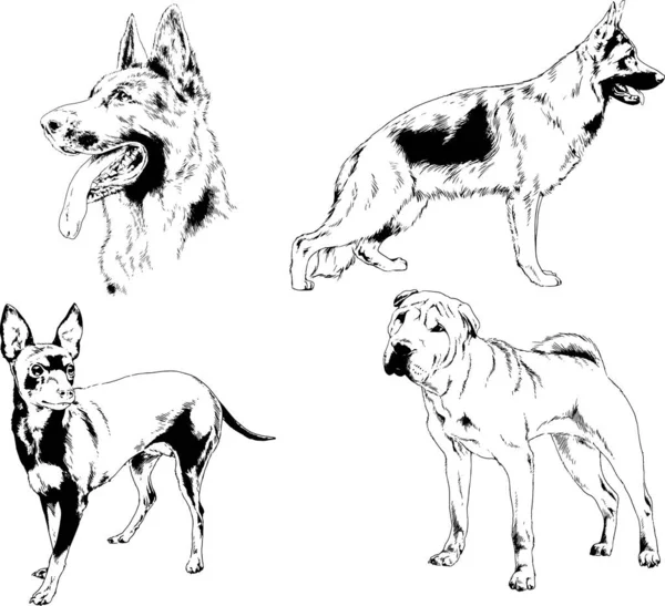 Dibujos Vectoriales Bocetos Pedigrí Perros Gatos Dibujados Tinta Mano Objetos — Archivo Imágenes Vectoriales