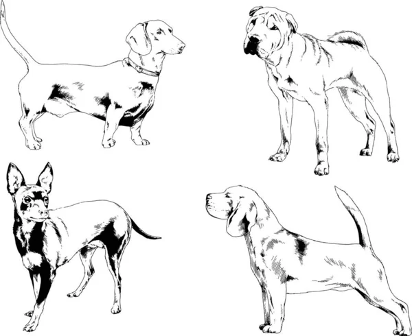 Dessins Vectoriels Croquis Pedigree Chiens Chats Dessinés Encre Main Objets — Image vectorielle