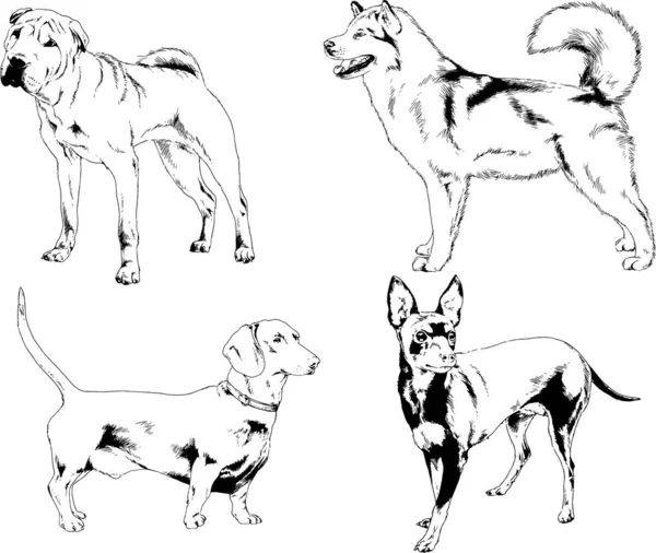 Dessins Vectoriels Croquis Pedigree Chiens Chats Dessinés Encre Main Objets — Image vectorielle