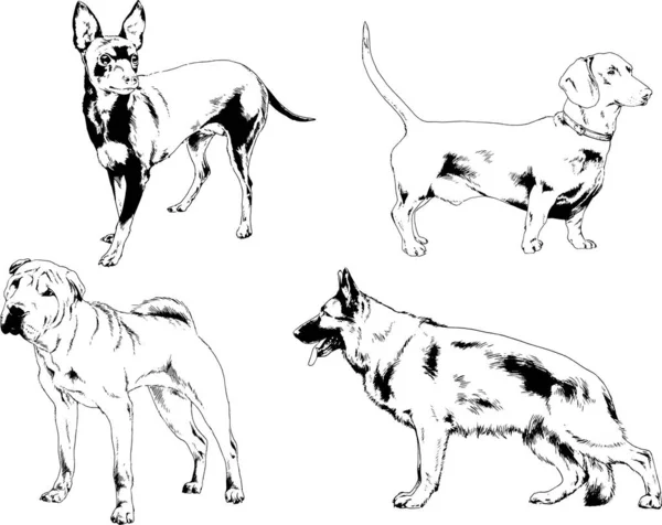 Vector Drawings Sketches Pedigree Dogs Cats Drawn Ink Hand Objects — Stock Vector