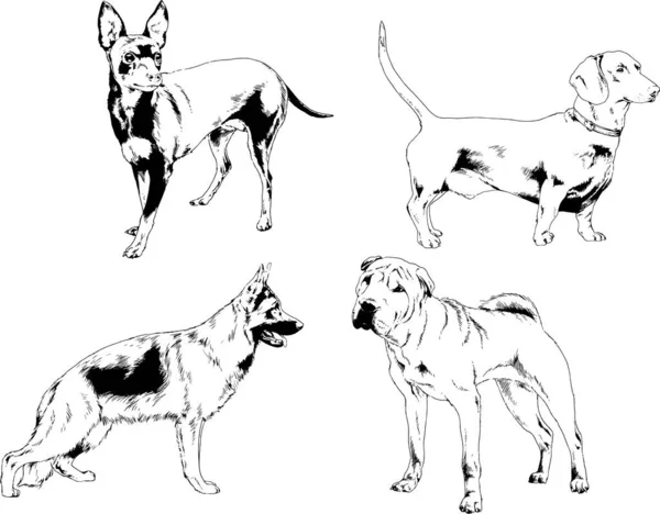 Desenhos Vetoriais Esboços Pedigree Cães Gatos Desenhados Tinta Mão Objetos — Vetor de Stock