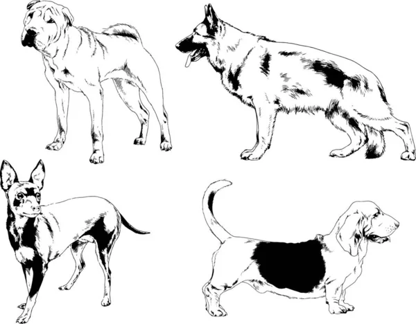 Dessins Vectoriels Croquis Pedigree Chiens Chats Dessinés Encre Main Objets — Image vectorielle