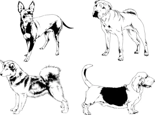 Dibujos Vectoriales Bocetos Pedigrí Perros Gatos Dibujados Tinta Mano Objetos — Vector de stock