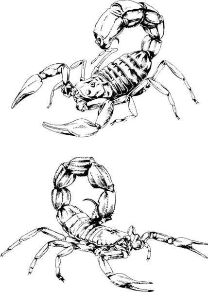 ベクトル図は異なる昆虫のバグをスケッチ手でインクで描かれたスコーピオンクモ 背景のないオブジェクト — ストックベクタ