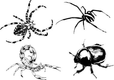 Vektör çizimleri farklı böcekler çizer. Akrepler, mürekkeple çizilen örümcekler, arka planı olmayan nesneler.