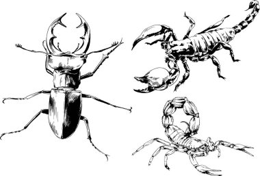 Vektör çizimleri farklı böcekler çizer. Akrepler, mürekkeple çizilen örümcekler, arka planı olmayan nesneler.
