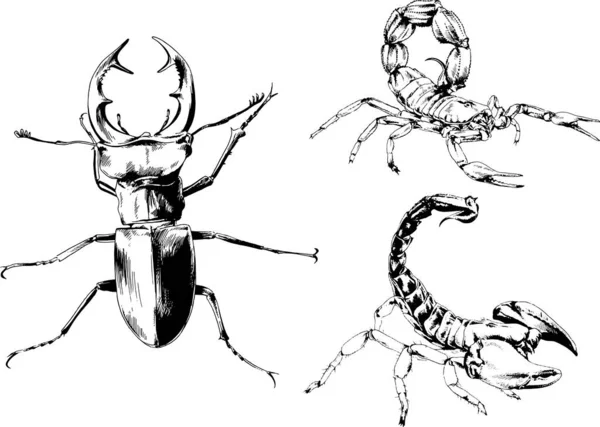 Desenhos Vetoriais Esboços Diferentes Insetos Insetos Escorpiões Aranhas Desenhadas Tinta —  Vetores de Stock