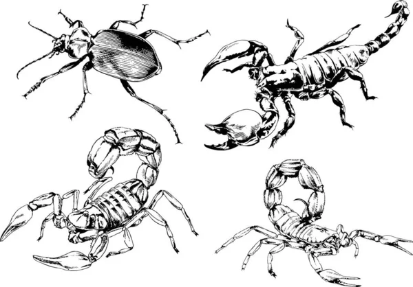 Vector Drawings Sketches Different Insects Bugs Scorpions Spiders Drawn Ink — Stock Vector