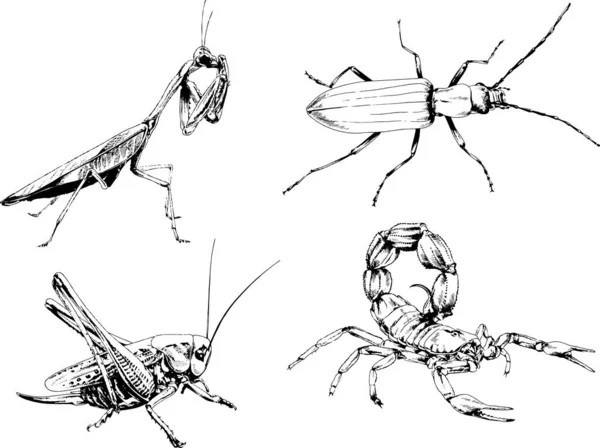 Desenhos Vetoriais Esboços Diferentes Insetos Insetos Escorpiões Aranhas Desenhadas Tinta —  Vetores de Stock