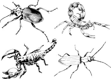 Vektör çizimleri farklı böcekler çizer. Akrepler, mürekkeple çizilen örümcekler, arka planı olmayan nesneler.