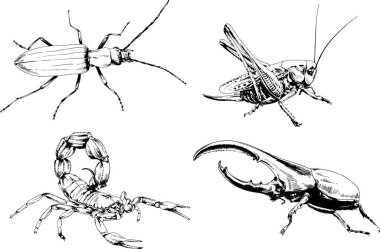 Vektör çizimleri farklı böcekler çizer. Akrepler, mürekkeple çizilen örümcekler, arka planı olmayan nesneler.