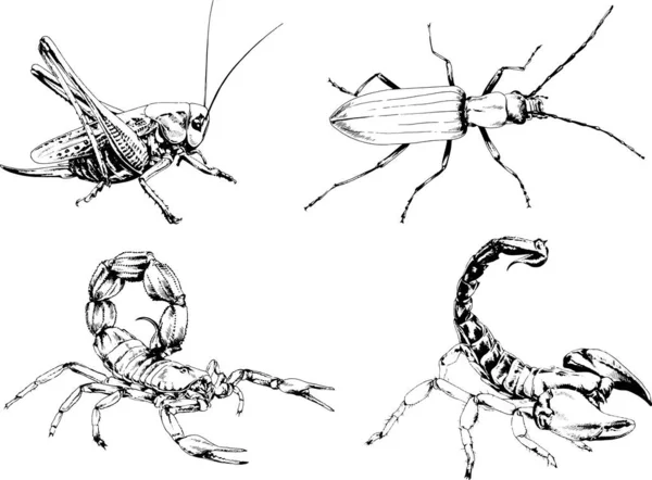 Vektorzeichnungen Skizzieren Verschiedene Insekten Käfer Skorpione Spinnen Mit Tusche Von — Stockvektor