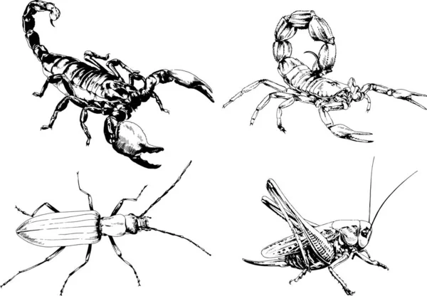 Vektorzeichnungen Skizzieren Verschiedene Insekten Käfer Skorpione Spinnen Mit Tusche Von — Stockvektor