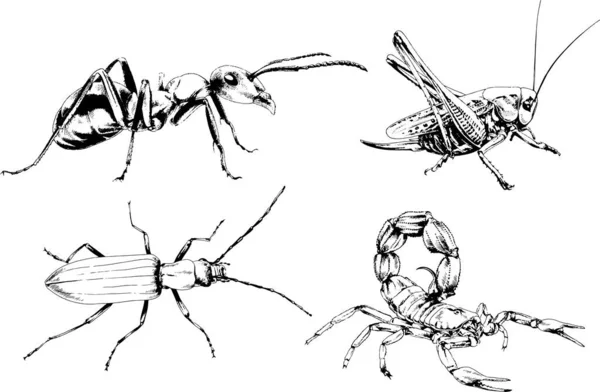 Vectortekeningen Schetst Verschillende Insecten Insecten Schorpioenen Spinnen Met Hand Getekend — Stockvector