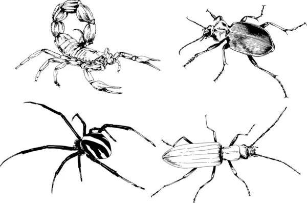 Vectortekeningen Schetst Verschillende Insecten Insecten Schorpioenen Spinnen Met Hand Getekend — Stockvector