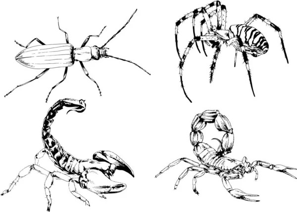 ベクトル図は異なる昆虫のバグをスケッチ手でインクで描かれたスコーピオンクモ 背景のないオブジェクト — ストックベクタ