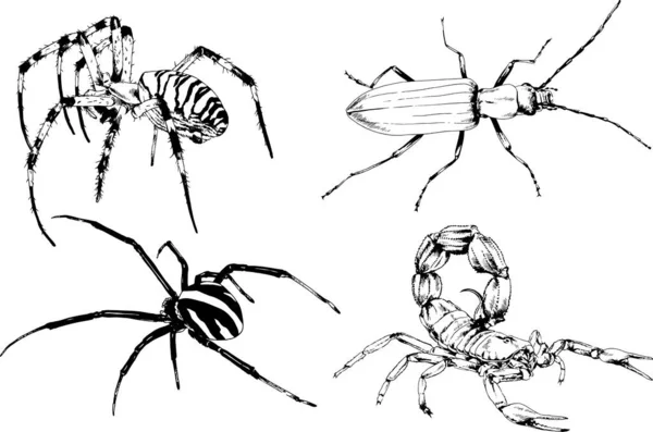 ベクトル図は異なる昆虫のバグをスケッチ手でインクで描かれたスコーピオンクモ 背景のないオブジェクト — ストックベクタ