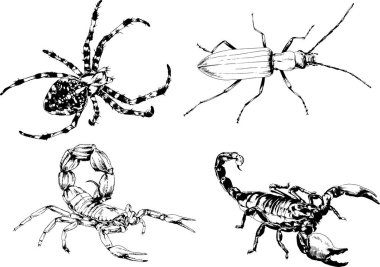 Vektör çizimleri farklı böcekler çizer. Akrepler, mürekkeple çizilen örümcekler, arka planı olmayan nesneler.