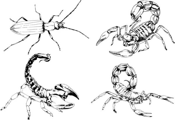 Rysunki Wektorowe Szkice Różne Owady Błędy Skorpiony Pająki Narysowane Atramentem — Wektor stockowy