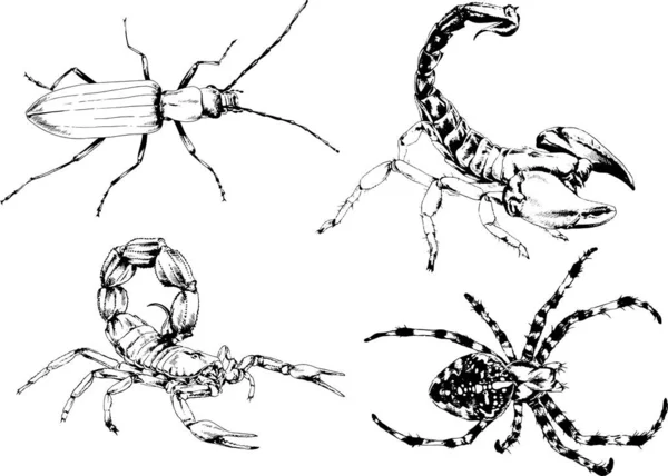 Vectortekeningen Schetst Verschillende Insecten Insecten Schorpioenen Spinnen Met Hand Getekend — Stockvector