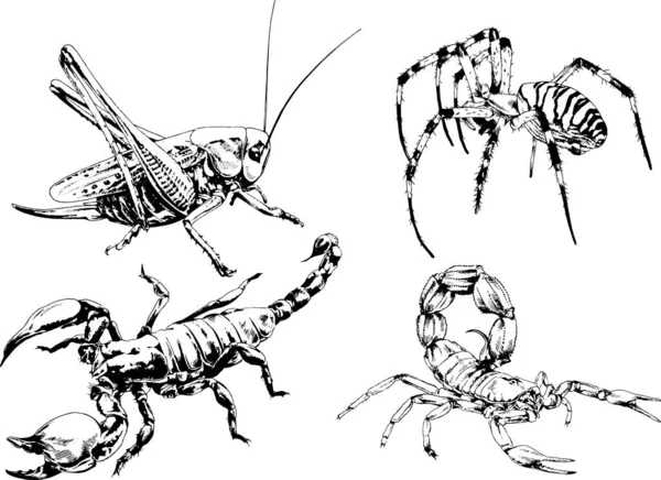 Vector Drawings Sketches Different Insects Bugs Scorpions Spiders Drawn Ink — Stock Vector