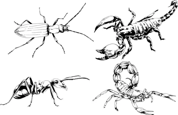 Desenhos Vetoriais Esboços Diferentes Insetos Insetos Escorpiões Aranhas Desenhadas Tinta —  Vetores de Stock