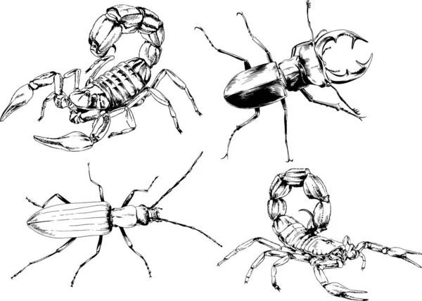 Desenhos Vetoriais Esboços Diferentes Insetos Insetos Escorpiões Aranhas Desenhadas Tinta —  Vetores de Stock