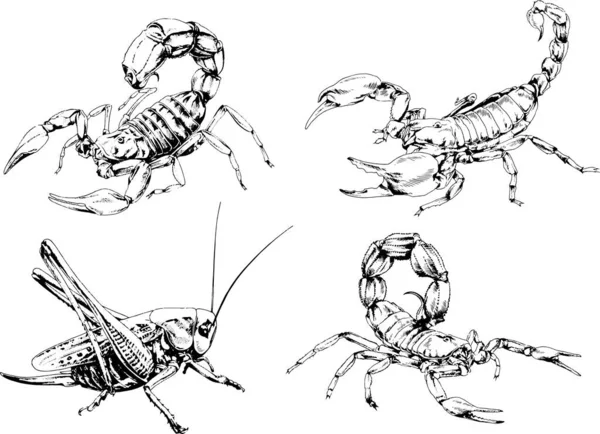 Vektorzeichnungen Skizzieren Verschiedene Insekten Käfer Skorpione Spinnen Mit Tusche Von — Stockvektor