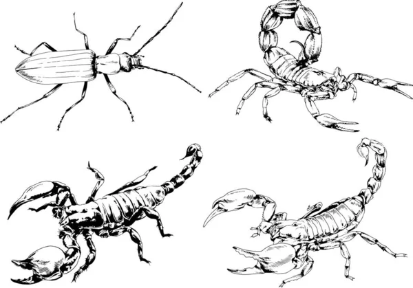 Desenhos Vetoriais Esboços Diferentes Insetos Insetos Escorpiões Aranhas Desenhadas Tinta —  Vetores de Stock