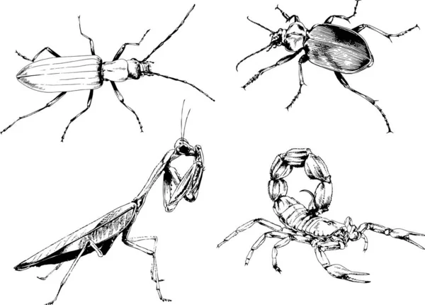 Vektorzeichnungen Skizzieren Verschiedene Insekten Käfer Skorpione Spinnen Mit Tusche Von — Stockvektor