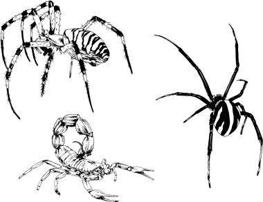 Vektör çizimleri farklı böcekler çizer. Akrepler, mürekkeple çizilen örümcekler, arka planı olmayan nesneler.