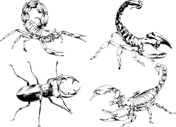 ベクトル図は異なる昆虫のバグをスケッチ手でインクで描かれたスコーピオンクモ 背景のないオブジェクト — ストックベクタ