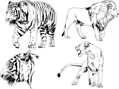 vektör çizimleri çizimler farklı yırtıcı hayvan, kaplan aslan çita ve leopar mürekkep el tarafından nesneleri arka plan ile çizilir
