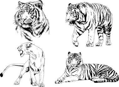 vektör çizimleri çizimler farklı yırtıcı hayvan, kaplan aslan çita ve leopar mürekkep el tarafından nesneleri arka plan ile çizilir
