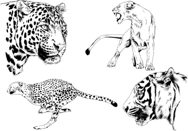 Dibujos Vectoriales Bocetos Diferentes Depredadores Tigres Leones Guepardos Leopardos Dibujan — Archivo Imágenes Vectoriales