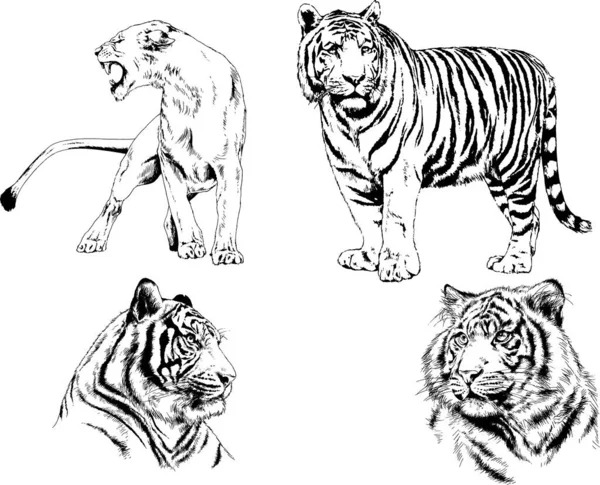 Dibujos Vectoriales Bocetos Diferentes Depredadores Tigres Leones Guepardos Leopardos Dibujan — Vector de stock