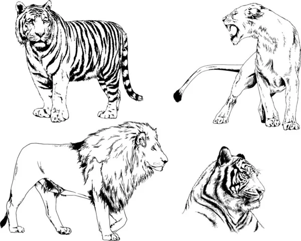 Dibujos Vectoriales Bocetos Diferentes Depredadores Tigres Leones Guepardos Leopardos Dibujan — Archivo Imágenes Vectoriales