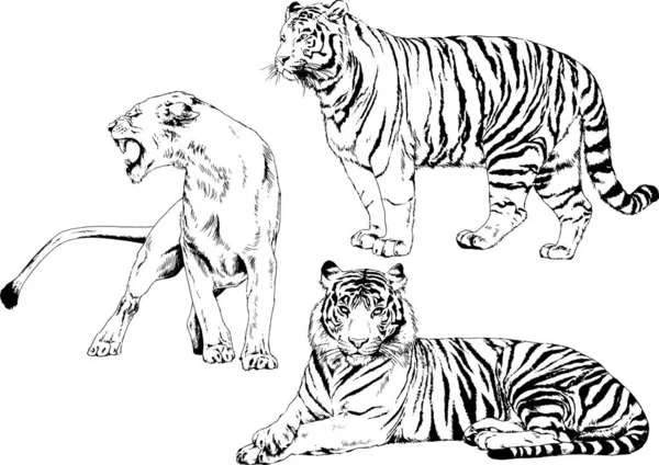 Dibujos Vectoriales Bocetos Diferentes Depredadores Tigres Leones Guepardos Leopardos Dibujan — Vector de stock