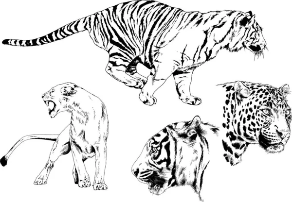 Dibujos Vectoriales Bocetos Diferentes Depredadores Tigres Leones Guepardos Leopardos Dibujan — Vector de stock