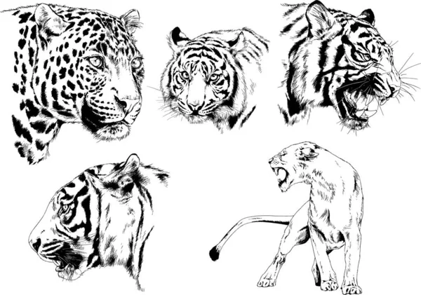 Dibujos Vectoriales Bocetos Diferentes Depredadores Tigres Leones Guepardos Leopardos Dibujan — Archivo Imágenes Vectoriales