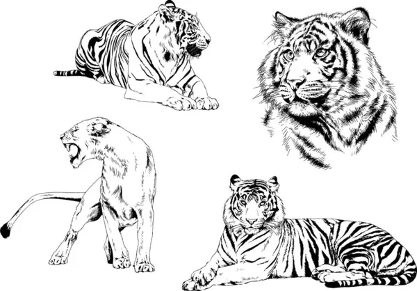 Dibujos Vectoriales Bocetos Diferentes Depredadores Tigres Leones Guepardos Leopardos Dibujan — Vector de stock