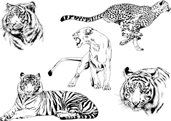 Dessins Vectoriels Esquisse Différents Prédateurs Tigres Lions Guépards Léopards Sont — Image vectorielle