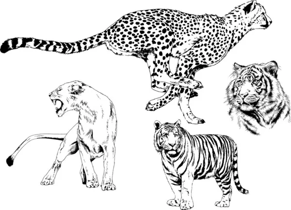 Dibujos Vectoriales Bocetos Diferentes Depredadores Tigres Leones Guepardos Leopardos Dibujan — Vector de stock