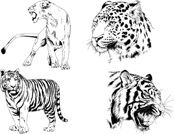 Vector Drawings Sketches Different Predator Tigers Lions Cheetahs Leopards Drawn — Stock Vector