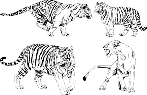 Dibujos Vectoriales Bocetos Diferentes Depredadores Tigres Leones Guepardos Leopardos Dibujan — Vector de stock