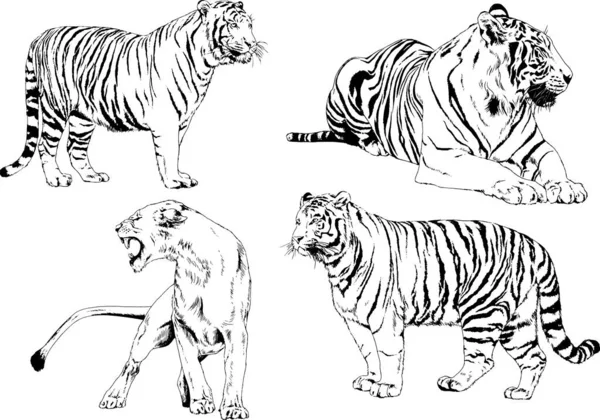 Dibujos Vectoriales Bocetos Diferentes Depredadores Tigres Leones Guepardos Leopardos Dibujan — Archivo Imágenes Vectoriales