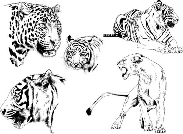 Dessins Vectoriels Esquisse Différents Prédateurs Tigres Lions Guépards Léopards Sont — Image vectorielle