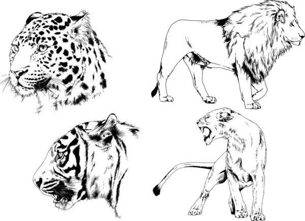 Desenhos Vetoriais Esboços Predador Diferente Leões Tigres Chitas Leopardos São —  Vetores de Stock