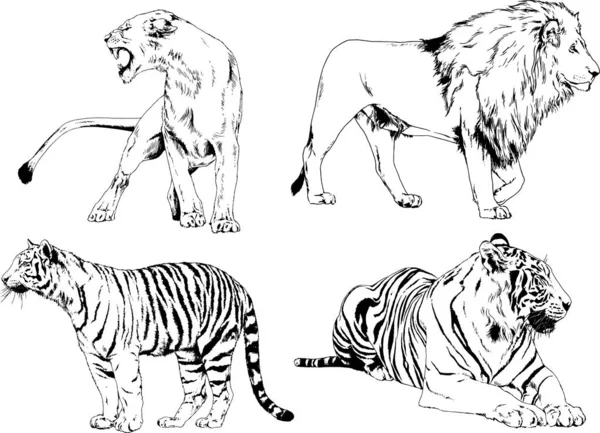 Dessins Vectoriels Esquisse Différents Prédateurs Tigres Lions Guépards Léopards Sont — Image vectorielle