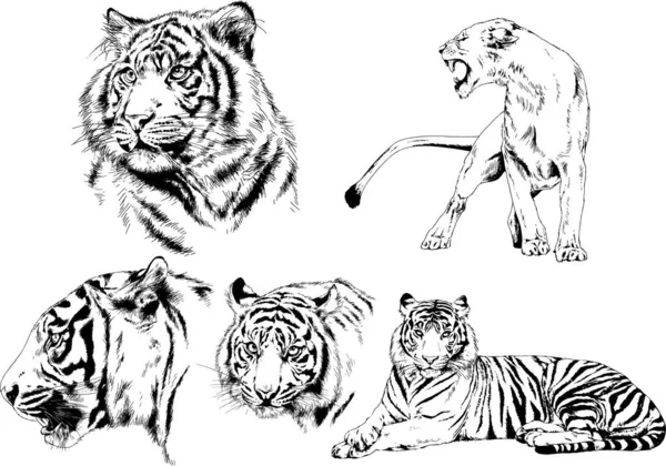 Dibujos Vectoriales Bocetos Diferentes Depredadores Tigres Leones Guepardos Leopardos Dibujan — Vector de stock